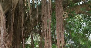 Banyan old tree root at park