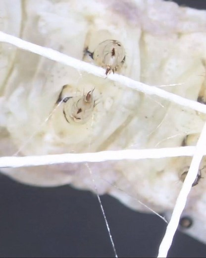 Neri Oxman’s work celebrates a new age in which biology, architecture, engineering, and design join forces to build the future. Our #MoMAVirtualViews starts May 14 with a live Q&A with Oxman and curator Paola Antonelli, plus explore audio, video, and more: mo.ma/virtualviews | MoMA The Museum of Modern Art