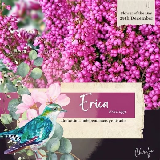 🌸 Flower of the Day - 29th December 🌸 Erica (Erica spp.) The Language of Flowers: Admiration • Independence • Gratitude Today’s flower is Erica, a quiet symbol of steady strength and appreciative living. It teaches that gratitude is both an anchor and a compass. When you honour what has already carried you this far, you create the emotional ground needed to hope bravely for what is still unfolding. 🌍 Origin Erica, commonly known as heath, is native to Europe, Africa and parts of the Mediterra