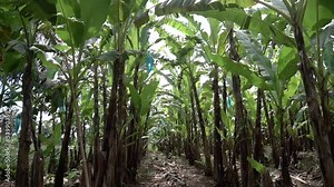 walking inside a banana plantation tree in tropical farm environment, organic biologic food production