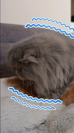 子猫に恋心を抱いてしまったおじ猫 #猫 #cat #保護猫