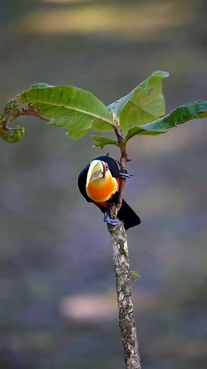 Best love birds reels #birdwatching #fbreelsfypシ゚viral #birds #nature #birdlife #wildlife #shorts | Best birdwatching