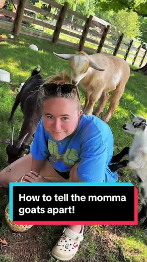 Identifying Nigerian Dwarf Goats: A Beginner's Guide
