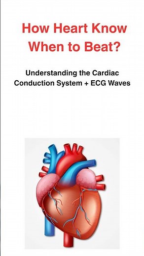 Cardiac Action Potential & ECG in (Quick Review)