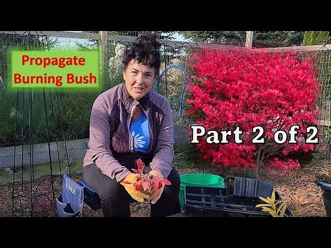 🌳How to Propagate Burning Bush (1 YR ) (Part 2 of 2) #garden #gardening #propagation #zone4