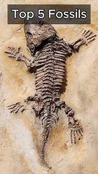 5 Most Amazing Fossils Ever Discovered