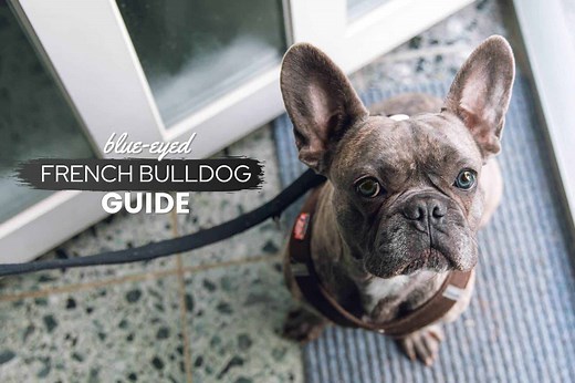 French Bulldogs With Blue Eyes: The Truth About Blue-Eyed Frenchies - Canine Bible