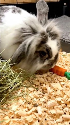 Plywood vs Metal Rabbit Cage Floors Which is BEST?