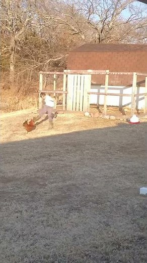 Rooster Attacks Kid