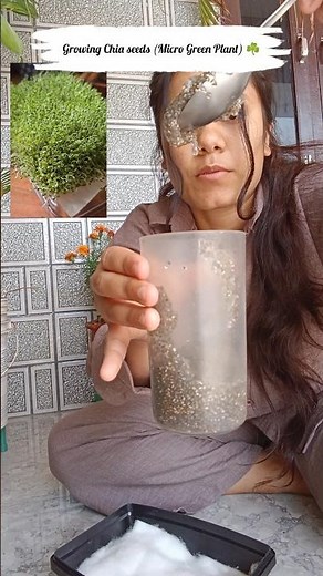 Growing Chia seeds Micro Green Plant ☘️#viralvideo #minivlog #vlog #experiment #plants #grow #trend
