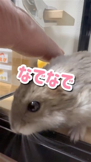 なでなでしたらすりすりしてくれるハムスター#ジャンガリアン #hamster #可愛い #仓鼠 #ハムスターのいる生活 #love #햄스터