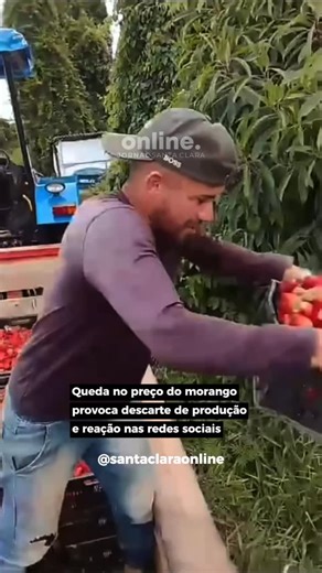 Santa Clara Online on Instagram: "AGRO | Queda no preço do morango provoca descarte de produção e reação nas redes sociais Um vídeo que circula nas redes sociais tem gerado forte repercussão ao mostrar um produtor rural de Minas Gerais descartando cerca de 500 quilos de morangos após a queda acentuada no valor da fruta. Segundo ele, a caixa estaria sendo vendida a aproximadamente R$ 4, preço que não cobre os custos de produção. Situações semelhantes vêm sendo registradas em diferentes regiões do