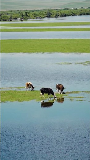 🌿 The Blue Waters & Green Grasslands of Inner Mongolia | Nature’s Masterpiece 🐎 #naturewonders