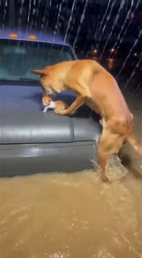 Dog Saves Kitten from Floodwater 🌊🐾 #DogHero #AnimalRescue #FloodRescue