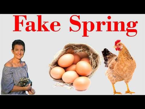 Chicken Yard Fun During This Fake Spring