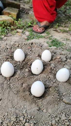 Survival Skills: SMART idea and USEFUL EGG Eating in Jangal #camping #useful