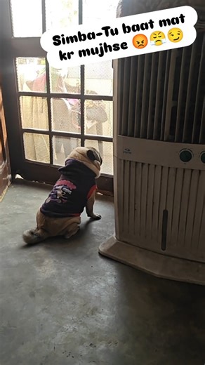 simba cutie 🥰😍🥰 on Instagram: "SIMBA ka roothna 😡😏mera manana🤷chalta rahega 🤦😂😆🤣🤭"