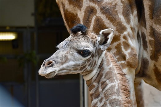 Giraffe born at Greenville Zoo dies in tragic accident
