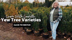 Yew Trees are an elegant tree for hedging containers or stand-alone specimens. Their relatively slow growth and slender silhouette make them perfectly suited for small space gardens. They can also thrive in lower light conditions where other evergreens might fail. Yew Trees have been a classic staple for hundreds of years of fine English and French historical gardens and parks. Best Planting Practices for Yew Trees • Part shade is best but can handle full sun to full shade. • Well drained soil i