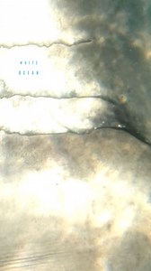 46K views · 818 reactions | Great White Shark With Heart And Cupid Arrow | White Shark Ocean | Facebook