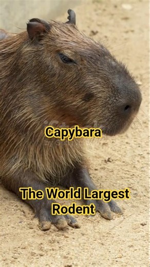 Capybara Facts 🦫 | The World’s Largest and Friendliest Rodent