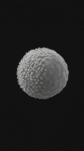 Immune Defense at the Cellular Level