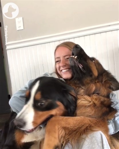 This Bernese Mountain Dog and German Shepard are best friends ❤️ | Go Fetch