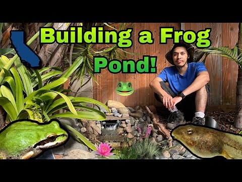 Building a Frog Pond! | Part 1