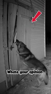 Guard Dog Confronts Creature Breaking Into Farm Shed | Shocking Night CCTV