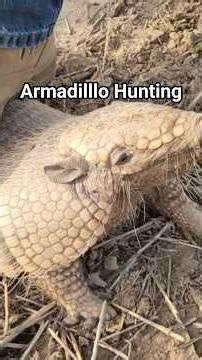Hunting Armadillos. #shorts