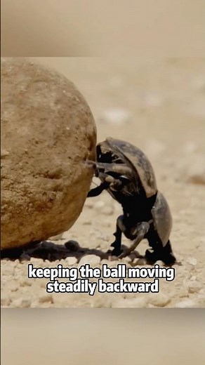 How Dung Beetles Roll Their Perfect Balls 💪💩#animals #lovestory #shortfeed #science #beetles
