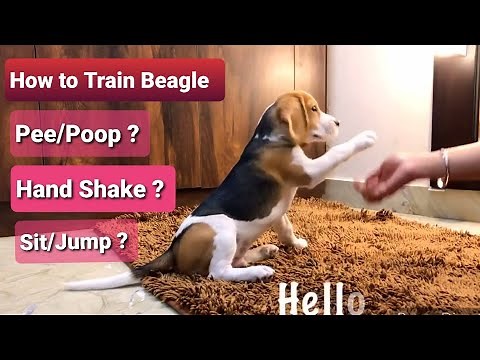How to train Beagle Puppy / Dog. Tips and Tricks to train Dog
