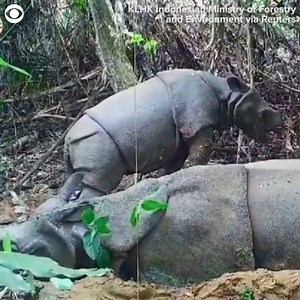 RARE RHINO SPOTTING: A critically endangered baby Javan rhino was discovered on a surveillance camera in Indonesia. On Thursday (10/5), conservation officials made the announcement that the eight-month-old calf is believed to have been born in February and is the fourth baby of 12-year-old Kasih. The Javan rhino is the world's "most threatened" species of rhino, with only an estimated 80 in the wild, according to the World Wildlife Fund. | Cleveland 19 News