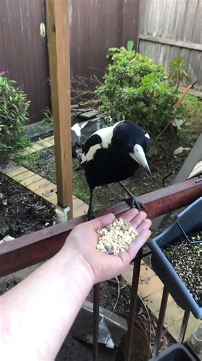 Feeding My Wild Magpie Friend By Hand