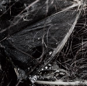 Demonologists - Dissociative Themes