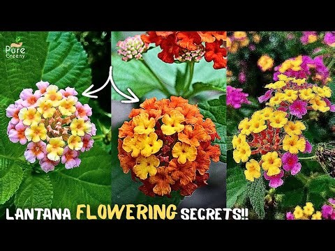 Lantana Camara Plant Care & Flowering Tips!