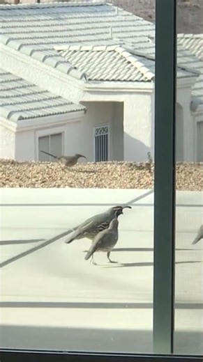 Cute quails and a hungry thrasher #animals #birds