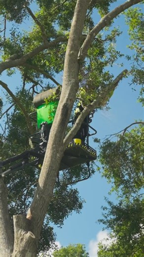 Controlled cuts, safe landings, and a crew that knows how to manage risk—this is what professional tree care looks like. (813) 566-TREE www.southern-enviro.com #SouthernEnvironmental #TreeService #CentralFloridaTrees #TreeCareExperts #TreeMaintenance #StumpGrinding #NaturePreservation #TreeHealth | Southern Environmental