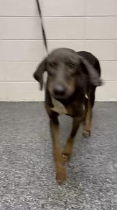 Tyra Banks may not walk the runway, but she’ll strut right into your heart! This gorgeous girl found her way to the shelter through no fault of her own, and now she’s ready for her big moment of finding a forever family. Tyra is as loving as they come, always happy to meet new people and enjoys making new dog friends and learning new things. If you’re looking for a loyal, affectionate best friend who will brighten your days, Tyra Banks is ready to make your home her new runway! Tift County Anima