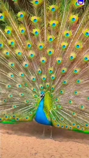Peafowl Sound and Dance #peafowl #peacock #pavoreal