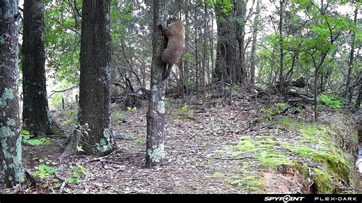 362K views · 1.4K reactions | A rare sighting of the North American tree-hog. The less known, close cousin of the groundhog that can climb trees with ease... wait. Groundhogs can climb trees? There's no such thing as a tree-hog? Yep, just a regular ole whistle-pig. Carry on! | SPYPOINT Trail Cameras | Facebook