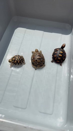 Tortoise bath time! Helps the tortoise be hydrated and digest. Also basking helps them to break down nutrient. #fyp #viral #reptile #tortoise #wildlife #sulcatatortoise #redfoortedtortoise #cherryheadtortoise #leopardtortoise #indianstartortoise #swimming #trending