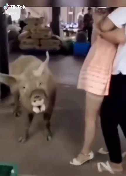 TikTok의 촛불처럼