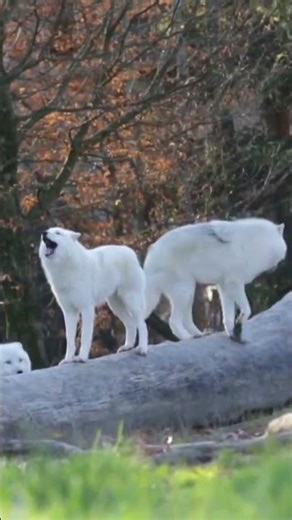 The Power of a Wolf’s Roar