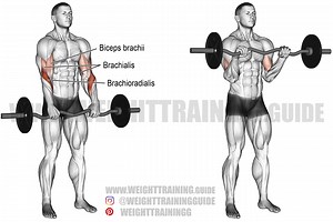 EZ bar reverse curl exercise instructions and video | Weight Training Guide