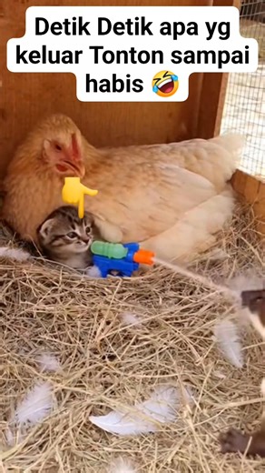 6.1K views · 23 reactions | #usmilitary #military #viral #wildlife | Anggis Zahra | Facebook