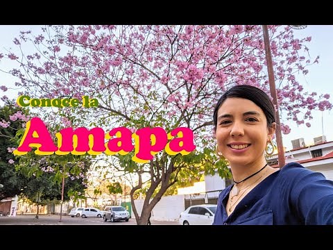 Amapa (Tabebuia rosea) | Rosamorada | Get to know this beautiful Sinaloan tree