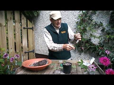 Passion Flower propagation by semi ripe cuttings