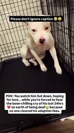Arthur has been adopted twice and returned twice—not because he is a bad dog, but because he is deaf