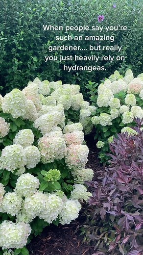 Get Your Garden Blooming with Little Lime Punch Panicle Hydrangea!